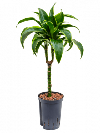 Dracaena fragrans 'Dorado' 60 cm [2]