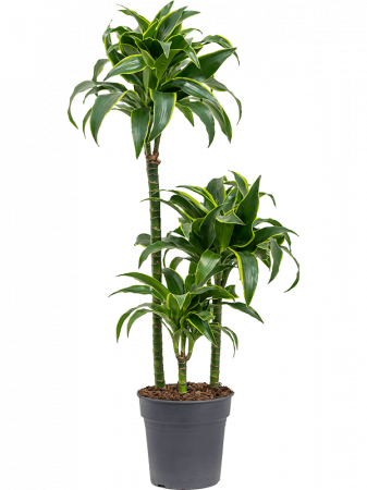 Plante Naturale - Dracaena fragrans 'Dorado' 95 cm