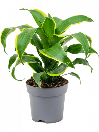 Plante Naturale - Dracaena fragrans 'Dorado' 45 cm