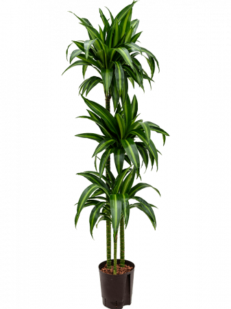 Plante Naturale - Dracaena fragrans 'Hawaiian Sunshine' 140 cm