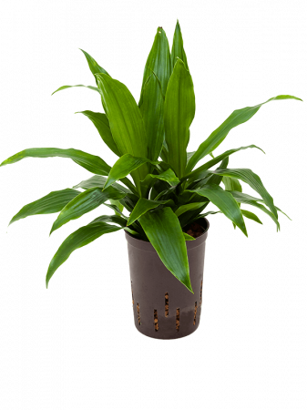 Plante Naturale - Dracaena fragrans 'Janet Craig' 50 cm