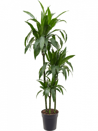 Dracaena - Dracaena fragrans 'Janet Craig' 150 cm