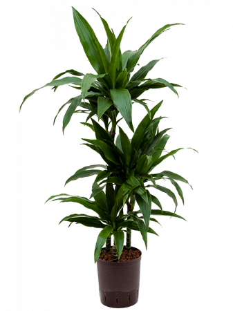 Plante in ghiveci - Dracaena fragrans 'Janet Craig' 95 cm