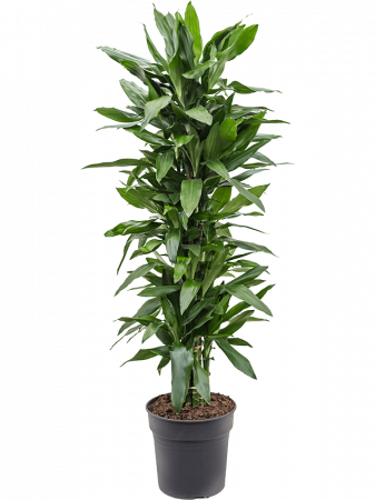 Plante Naturale - Dracaena fragrans 'Janet Lind' 150 cm