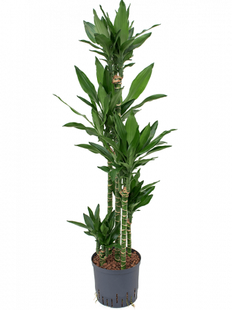 Plante Naturale - Dracaena fragrans 'Janet Lind' 145 cm