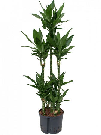 Plante Naturale - Dracaena fragrans 'Janet Lind' 150 cm