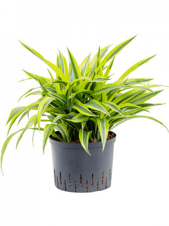 Dracaena fragrans`'Lemon Lime' 50 cm [2]