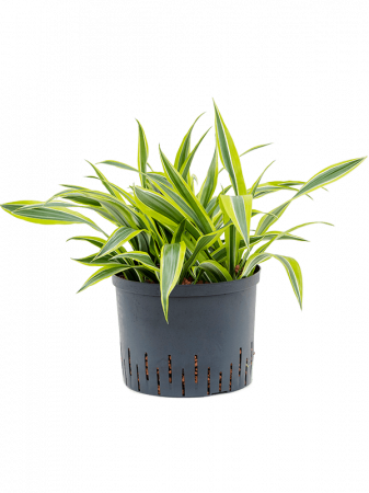 Plante Naturale - Dracaena fragrans`'Lemon Lime' 50 cm