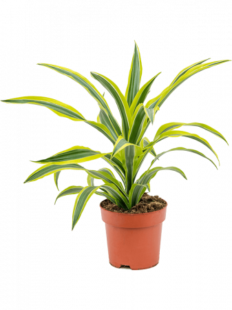 Plante Naturale - Dracaena fragrans`'Lemon Lime' 50 cm
