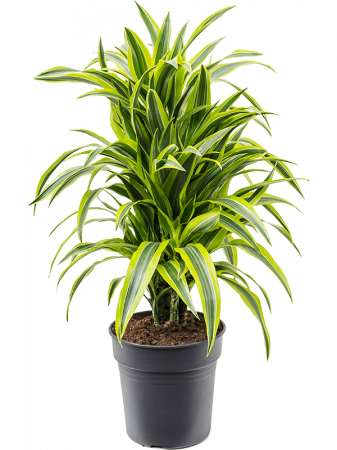 Plante Naturale - Dracaena fragrans`'Lemon Lime' 90 cm