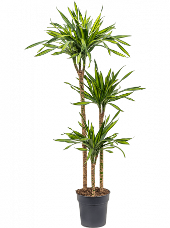 Dracaena - Dracaena fragrans 'Riki' 140 cm