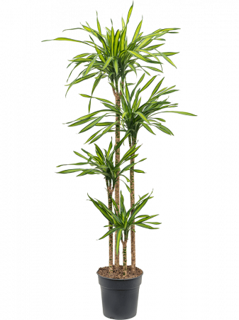 Plante Naturale - Dracaena fragrans 'Riki' 180 cm