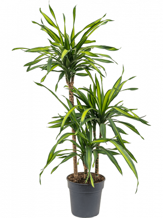 Plante Naturale - Dracaena fragrans 'Riki' 110 cm
