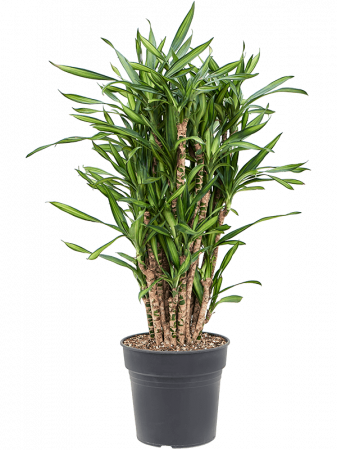 Plante Naturale - Dracaena fragrans 'Riki' 100 cm