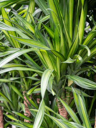 Dracaena fragrans 'Riki' 110 cm [1]