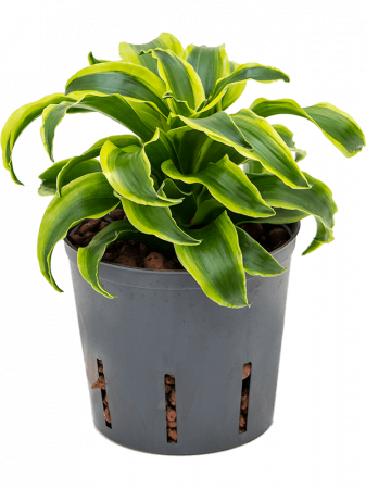 Plante Naturale - Dracaena fragrans 'Tornado' 25 cm