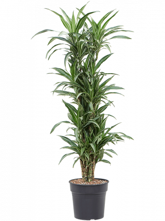 Plante Naturale - Dracaena fragrans 'Ulises' 150 cm
