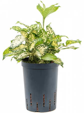 Plante Naturale - Dracaena godseffiana 'Florida beauty' 35 cm