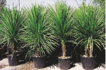 Arbori si arbusti naturali - Dracaena Indivisa (Cordyline Indivisa)