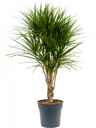 Dracaena marginata 120 cm [2]