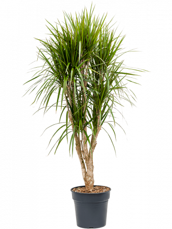 Dracaena marginata 160 cm [2]