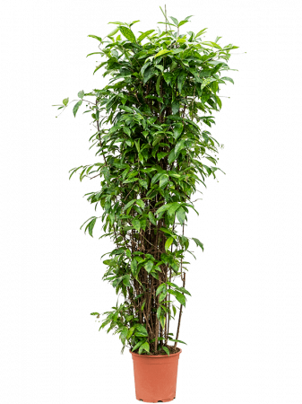 Plante naturale de interior - Dracaena surculosa 185 cm
