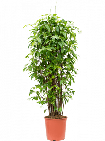 Plante Naturale - Dracaena surculosa 160 cm