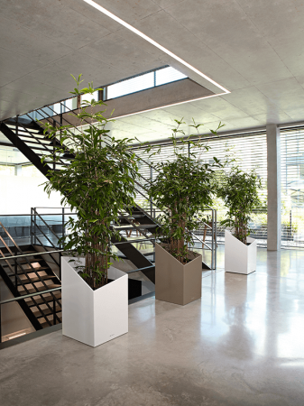 Dracaena surculosa 160 cm [1]