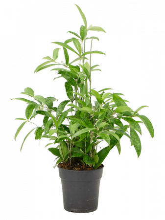 Dracaena surculosa 80 cm [3]