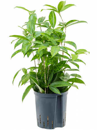 Plante in ghiveci - Dracaena surculosa 60 cm