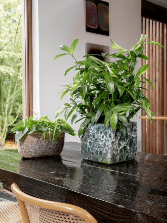 Dracaena surculosa 60 cm [1]