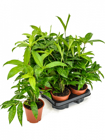 Plante Naturale - Dracaena surculosa 6 buc/set 40 cm