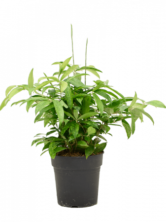 Dracaena - Dracaena surculosa 80 cm