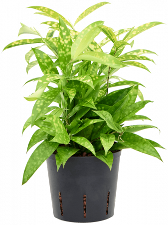 Plante Naturale - Dracaena surculosa ‘Mike’ 30 cm