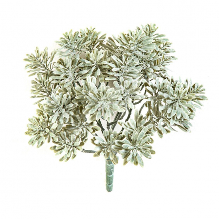 Plante decorative UV - Dusty Miller, argintiu, UV