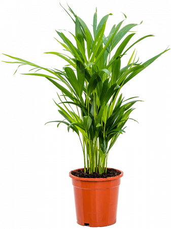 Dypsis (Areca) lutescens 55 cm [1]