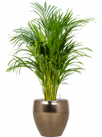 Dypsis (Areca) lutescens 110 cm [1]