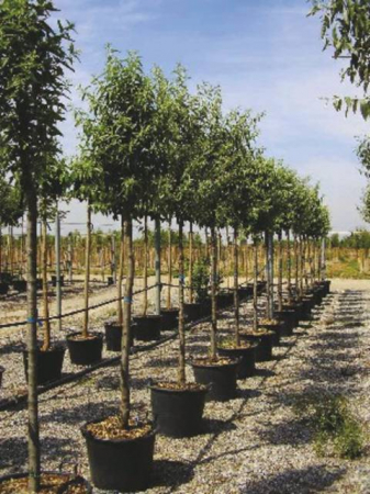 Arbori si arbusti naturali - Elaeagnus Angustifolia - Salcie Mirositoare