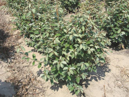 Plante Naturale - Elaeagnus Ebbingei