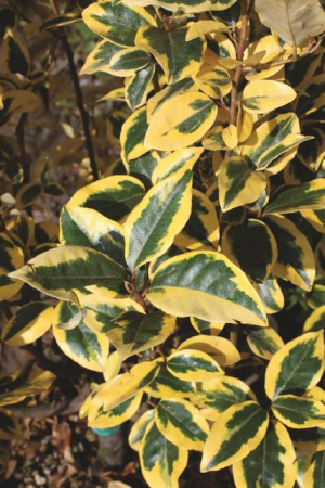 Plante Naturale - Elaeagnus Ebbingei Gilt Edge