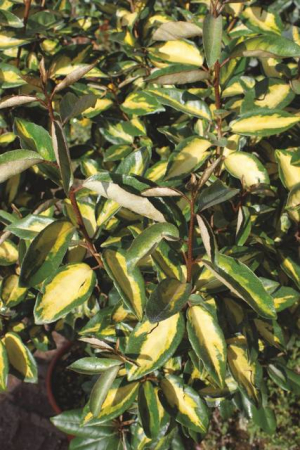 Plante Naturale - Elaeagnus Ebbingei Limelight