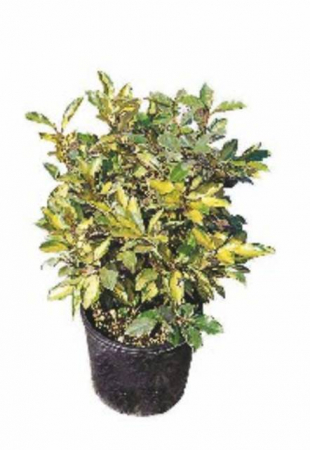 Plante Naturale - Elaeagnus Pung. Maculata Aurea