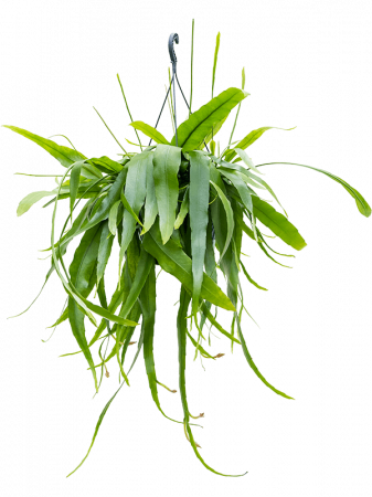 Plante Naturale - Epiphyllum pumilum 40 cm