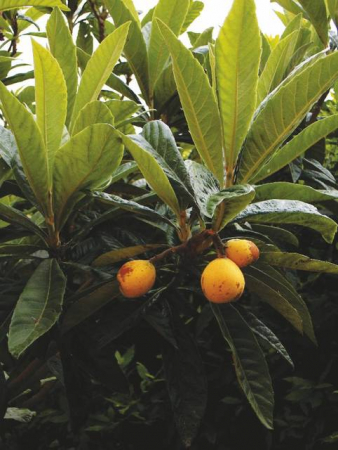 Arbori si arbusti naturali - Eriobotrya Japonica