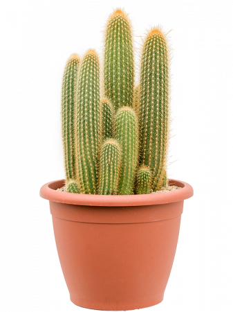 Cactusi si suculente - Espostoa (Vatricania) guentheri 60 cm