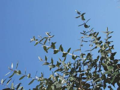 Plante Naturale - Eucalyptus Globolus