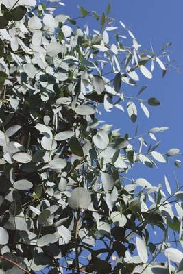Plante Naturale - Eucalyptus Gunnii
