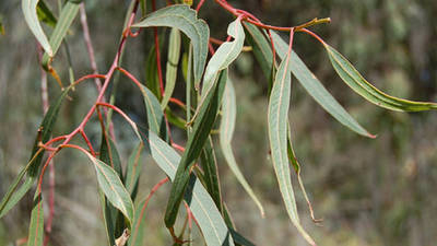 Plante Naturale - Eucalyptus Rostrata