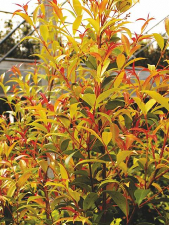 Plante Naturale - Eugenia Myrtifolia