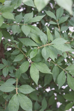 Plante Naturale - Euonymus Alatus